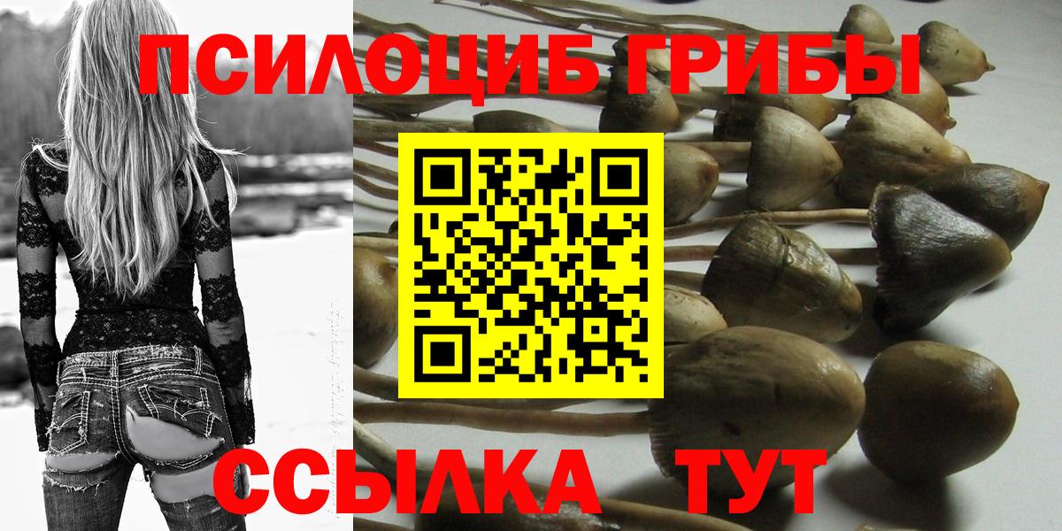 закладка  Дубна  Галлюциногенные грибы Psilocybine cubensis 